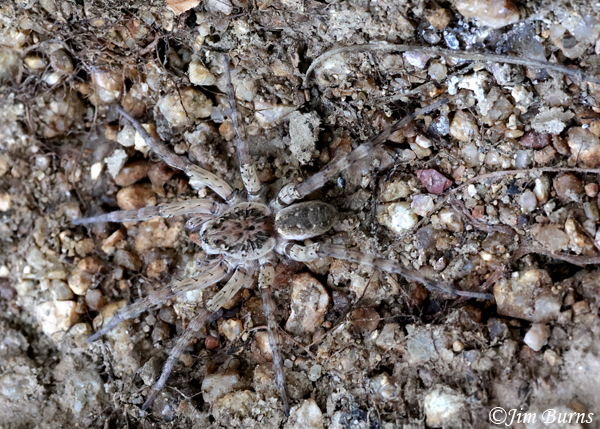 Shoreline Wolf Spider male on river rocks, Arizona--9262